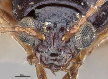 Media type: image;   Entomology 25032 Aspect: head frontal view